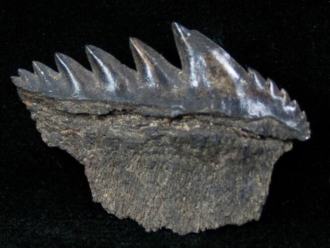 Fossil Cow Shark (Notorynchus) Tooth - South Carolina #12958